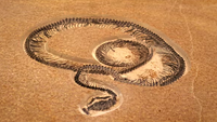Monster dari India Purba: Ular Raksasa Vasuki Pesaing Titanoboa