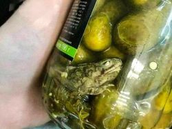 Burger Ceker hingga Acar Kodok, Ini 10 Tampilan Makanan Absurd!