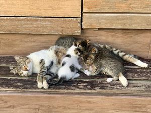 6 Cara Membantu Kucing Melahirkan dan Hal yang Harus Dilakukan Setelahnya