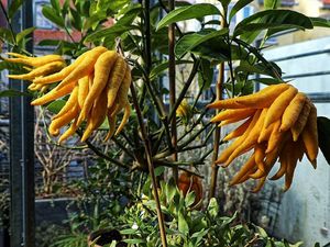 6 Buah Langka dari Berbagai Negara di Dunia, Ada yang Pernah Kamu Cicip? 6 Buah Langka dari Berbagai Negara di Dunia, Ada yang Pernah Kamu Cicip?