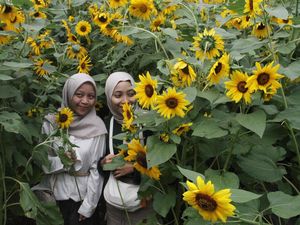 Ladang Bunga Matahari di Batu Jadi Magnet Wisata Musiman