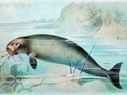 5 Hewan yang Baru Terungkap di 2025, Ada Katak yang Melahirkan