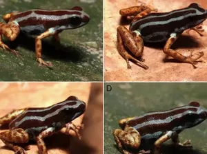 Spesies Baru Katak Panah Beracun yang Mematikan Ditemukan Spesies Baru Katak Panah Beracun yang Mematikan Ditemukan
