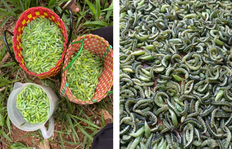 Ulat bulut tumis khas Vietnam