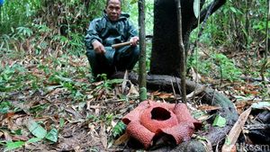 Bunga Langka Rafflesia Zollingeriana Mekar di Hutan Banyuwangi