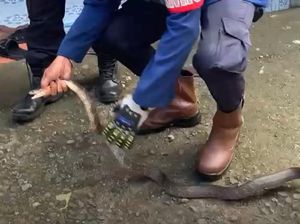 Ular Kobra Masuk di Teras Rumah Warga Barru, Damkar Evakuasi Ular Kobra Masuk di Teras Rumah Warga Barru, Damkar Evakuasi
