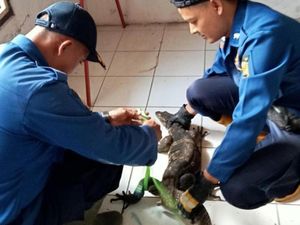 Hiii...Ada Biawak Ngumpet di Box Speaker Rumah Warga Ciamis Hiii...Ada Biawak Ngumpet di Box Speaker Rumah Warga Ciamis