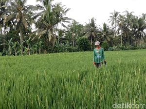 Mensejahterakan Petani Wujudkan Ketahanan Pangan Mensejahterakan Petani Wujudkan Ketahanan Pangan