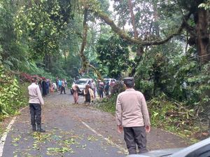 Pohon Tumbang di Jalan Poros Malino Gowa, Lalu Lintas Sempat Macet Pohon Tumbang di Jalan Poros Malino Gowa, Lalu Lintas Sempat Macet
