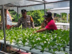 Polsek Candi Sidoarjo Dorong Ketahanan Pangan Lewat Sayur Hidroponik Polsek Candi Sidoarjo Dorong Ketahanan Pangan Lewat Sayur Hidroponik