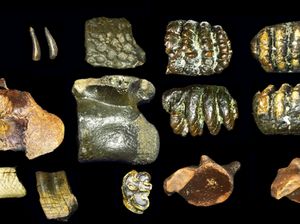 Ilmuwan Temukan Fakta Baru Homo erectus dari Dasar Selat Madura! Ilmuwan Temukan Fakta Baru Homo erectus dari Dasar Selat Madura!