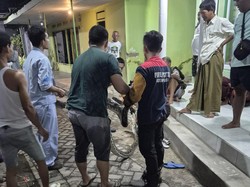 Piton 5 Meter Masuk Sungai di Tengah Permukiman Warga Kota Pasuruan