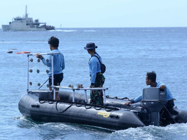 Jaga Laut, Kopaska TNI AL Rahabilitasi Terumbu Karang di Banyuwangi