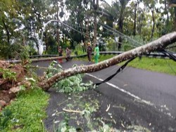 Jalan Dekso-Samigaluh Kulon Progo Tertutup Pohon dan Tiang Listrik Tumbang