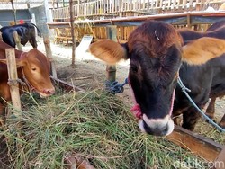 Harga Hewan Kurban Versi Baznas dan Dompet Dhuafa 2025