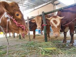 Kelayakan Hewan Kurban Bisa Dicek dari Gigi, Cek Tips dari Pakar!