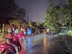 Pohon Tumbang di Lahat Sebabkan Macet Panjang