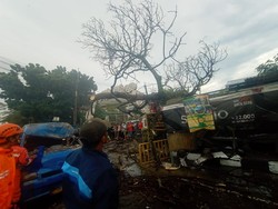 Pohon Tumbang Timpa Pangkalan Ojek di Bogor, 3 Orang Terluka