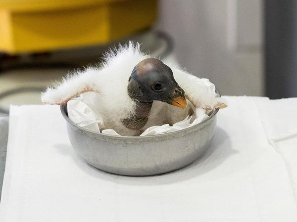 Potret Burung Nasar Langka Lahir di Kebun Binatang Roma