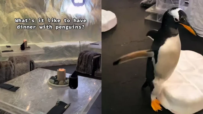 pengalaman di kedai makanan unik sanggup makan bareng penguin penguin