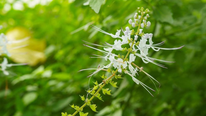 Tanaman daun kumis kucing atau Orthosiphon aristatus Orthosiphon aristatus, commonly known as cats whiskers or Java tea. The plant is used as a medicinal herb for urinary tract infections. It is also used in landscaping to attract bees and butterflies