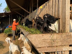 Jelang Idul Adha, Harga Kambing Kurban di Malang Mulai Naik