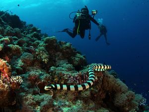 Ular Laut Itu Berbisa Tidak? Ini Faktanya Ular Laut Itu Berbisa Tidak? Ini Faktanya