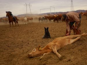 Ada Wabah Screwworm, Peternak di Chihuahua Perketat Pengawasan Sapi Ada Wabah Screwworm, Peternak di Chihuahua Perketat Pengawasan Sapi