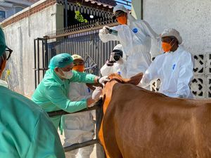 2.000 Hewan Kurban di Lampung Divaksin PMK Jelang Idul Adha 2025