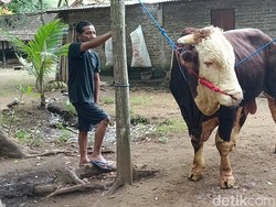 Hercules Jadi Kurban Presiden Prabowo di Kulon Progo