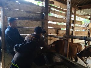 Ribuan Hewan Kurban di Musi Rawas Divaksin Jelang Idul Adha 2025