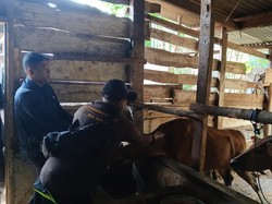 Ribuan Hewan Kurban di Musi Rawas Divaksin Jelang Idul Adha 2025