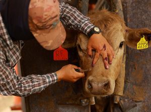 Imbas Parasit, AS Stop Impor Ternak dari Meksiko