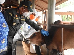 Jelang Idul Adha, Ratusan Hewan Ternak di Langkat Disuntik Vaksin PMK