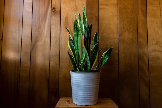 Lidah Mertua/Foto: Freepik/wirestock