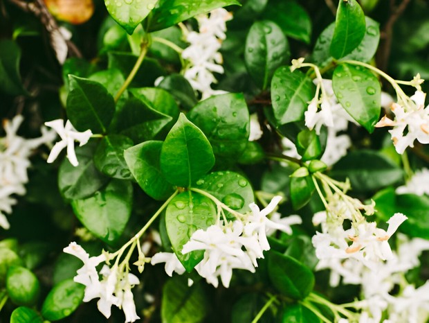 Melati/Foto: Freepik/wirestock