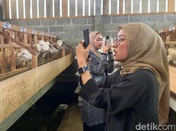 Gandeng Kreator Konten, Pedagang Kambing Kurban di Wonosobo Dulang Cuan