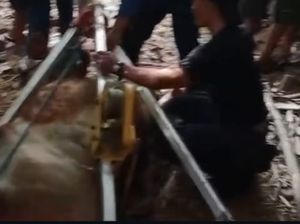 Induk Sapi dan Anaknya Tercebur Sumur di Tangerang, Damkar Evakuasi