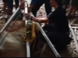 Induk Sapi dan Anaknya Tercebur Sumur di Tangerang, Damkar Evakuasi