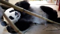 Potret Gemas Panda Raksasa Baru di Kebun Binatang Wina