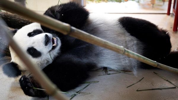 Potret Gemas Panda Raksasa Baru di Kebun Binatang Wina