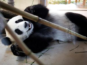 Potret Gemas Panda Raksasa Baru di Kebun Binatang Wina Potret Gemas Panda Raksasa Baru di Kebun Binatang Wina