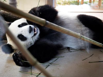 Potret Gemas Panda Raksasa Baru di Kebun Binatang Wina