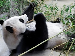 Perlindungan Panda Raksasa di China Diperketat, Kini Populasinya Meningkat