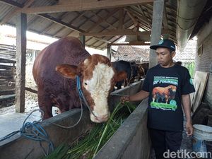 Perkenalkan Glewo, Kurban Prabowo di Kota Blitar yang Dibeli dari Wibowo Perkenalkan Glewo, Kurban Prabowo di Kota Blitar yang Dibeli dari Wibowo