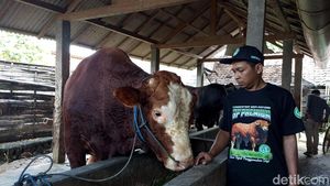 Inilah Glewo, Sapi Kurban Presiden Prabowo di Kota Blitar