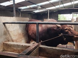 Dua Sapi Raksasa Milik Peternak KBB Jadi Hewan Kurban Presiden Prabowo