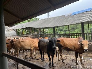 Bolehkan Kurban dengan Hewan Betina? Simak Penjelasannya Bolehkan Kurban dengan Hewan Betina? Simak Penjelasannya