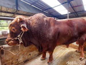 5 Fakta Sapi Limosin, Sapi Sultan Bobot 1 Ton Seharga Rp 100 Juta 5 Fakta Sapi Limosin, Sapi Sultan Bobot 1 Ton Seharga Rp 100 Juta
