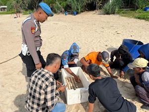 SAR Temukan Seratusan Telur Penyu di Pantai Jungwok Gunungkidul SAR Temukan Seratusan Telur Penyu di Pantai Jungwok Gunungkidul